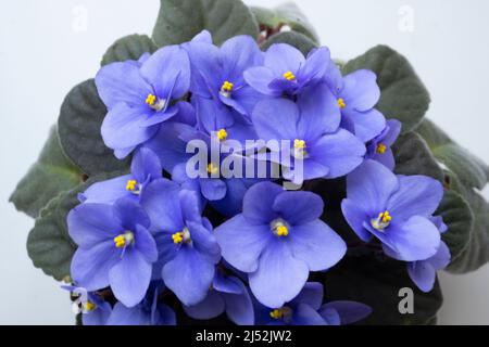 Beautiful purple African violet flower in a green pot, blooming plant Stock Photo