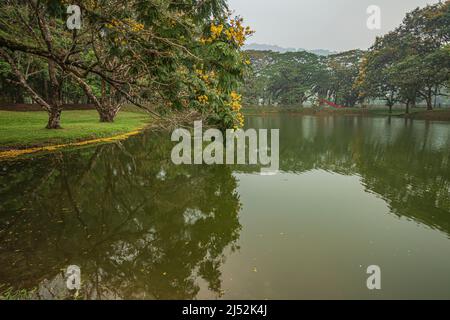 Lake with yellow flame trees during misty morning at Taiping Lake Garden or Taman Tasik Taiping which is Malaysian oldest garden park in Perak. Stock Photo