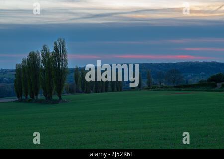 A spring landscape with rolling hills in the south of Limburg during a spectacular sunset with a row of poplar trees, creating the Italian feeling Stock Photo