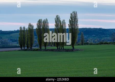 A spring landscape with rolling hills in the south of Limburg during a spectacular sunset with a row of poplar trees, creating the Italian feeling Stock Photo