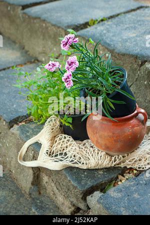 Textile shopping bag full with home plants in a beautiful green garden on a sunny day. Stock Photo
