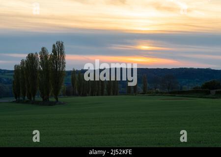 A spring landscape with rolling hills in the south of Limburg during a spectacular sunset with a row of poplar trees, creating the Italian feeling Stock Photo