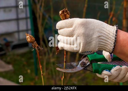 Pruning rose bushes in spring. Garden work. Secateurs in the hands of a gardener. Stock Photo