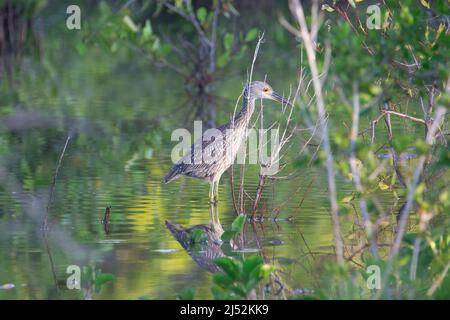 Black-crowned night heron (Nycticorax nycticorax) - Playa Pesquero, Holguin, Holguín Province, Cuba - Feb 2019 (4) Stock Photo