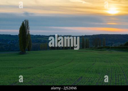 A spring landscape with rolling hills in the south of Limburg during a spectacular sunset with a row of poplar trees, creating the Italian feeling Stock Photo