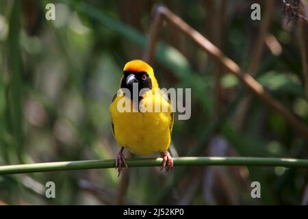 Male Southern Masked Weaver (Ploceus velatus) in breeding plumage, Kruger National Park, South Africa Stock Photo