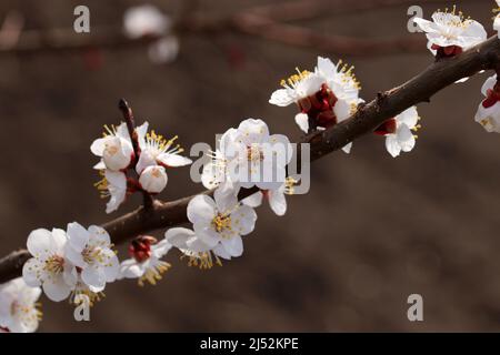 Blooming apricot tree. Flowers on the twig of apricot tree on blurred background. Stock Photo