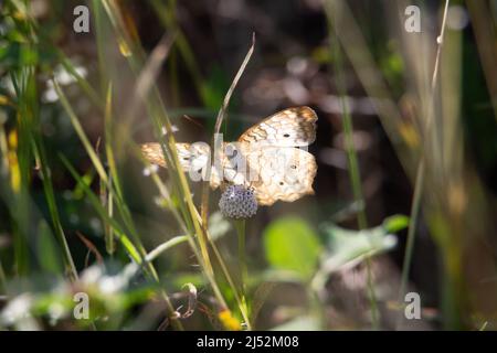 White Peacock (Anartia jatrophae) underside of a  single white peacock butterfly feeding on a white flower with green leaves in the background Stock Photo