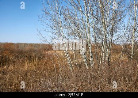 Dry autumn meadow and bushland Stock Photo