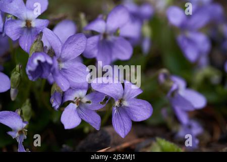 Blooming plant Viola reichenbachiana in forest meadow. Known as early dog-violet or pale wood violet. Wild purple flower growing in the grass. Stock Photo