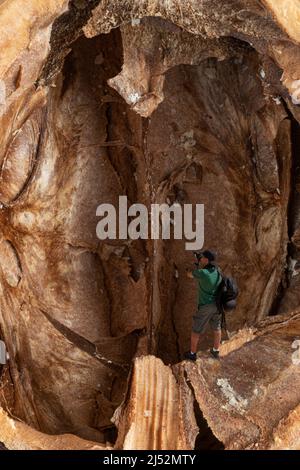 photomontage with a man dressed in green and a cap and black photographic backpack taking photos of the inside of a walnut shell Stock Photo