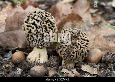 Edible mushroom Morchella esculenta in floodplain forest. Known as common morel or yellow morel. Group of spring wild mushroom growing in the leaves. Stock Photo