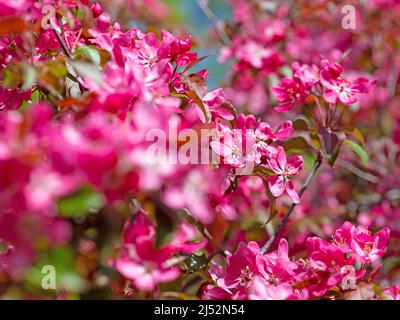 Flowering ornamental apple tree in spring Stock Photo