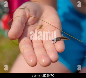 A frog tadpole with developed limbs held in a hand Stock Photo