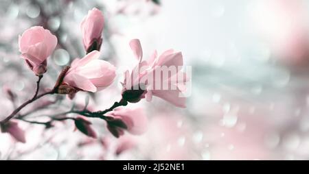 Branch magnolia pink blooming tree flowers in soft light. Sunny spring day in garden. Spring time. Natural floral background. Botanical garden concept Stock Photo