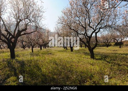 Almond tress with pink blossom in orchard full of wildflowers, backlit in late afternoon light, nr Murla, Alicante Province, Spain Stock Photo