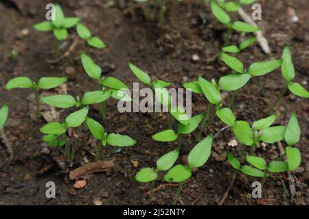 Small chilli sprouts with only have two leaves germinating in the dark soil Stock Photo