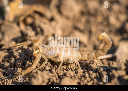 Buthus occitanus, the common yellow scorpion, is a species of scorpion in the family Buthidae. Stock Photo