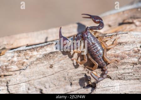 Euscorpius flavicaudis or Tetratrichobothrius flavicaudis, or the European yellow-tailed scorpion, is a small black scorpion with yellow-brown legs. Stock Photo