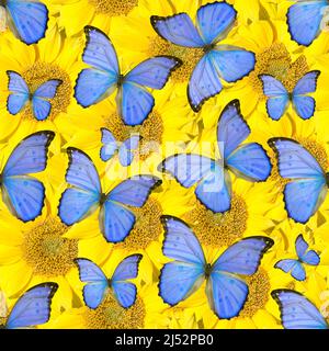 seamless pattern of colored butterflies isolated on white background Stock Photo