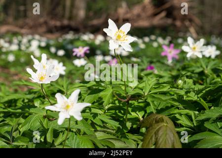 Forest during springtime, close up image of windflowers (Anemone nemorosa) Stock Photo