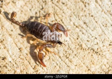 Euscorpius flavicaudis or Tetratrichobothrius flavicaudis, or the European yellow-tailed scorpion, a small scorpion, eat a prey. Stock Photo