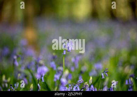 A close up of a bluebell in a bluebell in Sussex, with a shallow depth of field Stock Photo