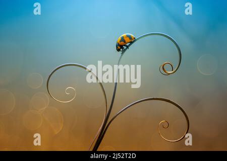 Ladybug on a spiral stem, Indonesia Stock Photo