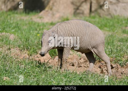 Tropical pig or deer-pig in mud in summer - Babirusa - Babyrousa Stock Photo