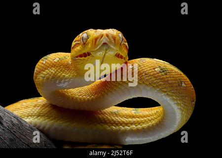 Juvenile Green tree python on a branch, Indonesia Stock Photo