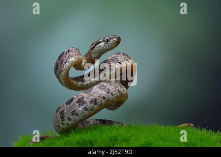 Boiga multomaculata snake coiled and ready to strike, Indonesia Stock Photo