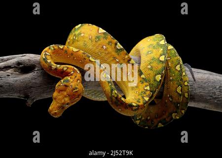 Juvenile Green tree python on a branch, Indonesia Stock Photo