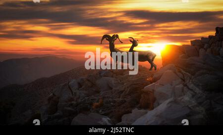 Silhouette of two Big Horn sheep at Sunset, California, USA Stock Photo