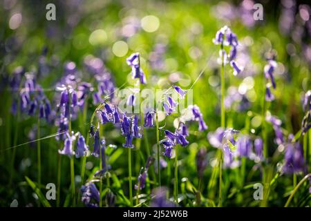A close up of bluebell flowers and cobwebs, in the spring sunshine Stock Photo