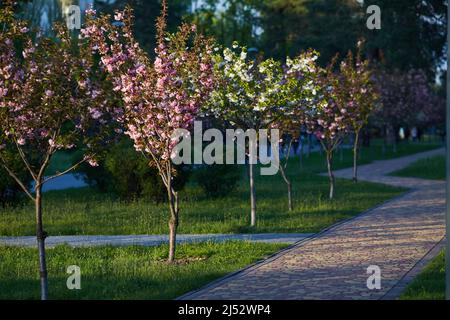 image of a park with an alley of pink flowering sakura trees. spring ...