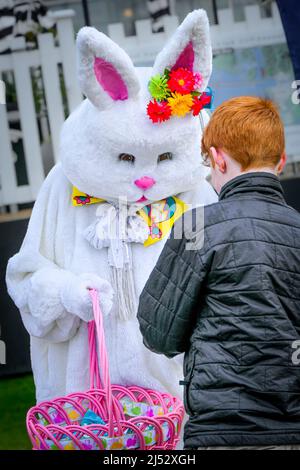 Easter Bunny, gives out chocolate treats from Easter basket, Stock Photo