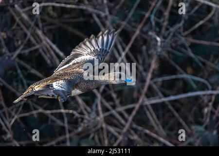 Female American Wigeon (Mareca americana) in Flight Stock Photo