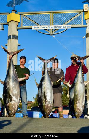 Large tuna fish caught in Pacific Ocean by sports fisherman, catch unloaded, weighed, sorted, sold at Fisherman's Landing, San Diego, California, USA Stock Photo