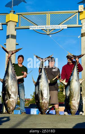 Large tuna fish caught in Pacific Ocean by sports fisherman, catch