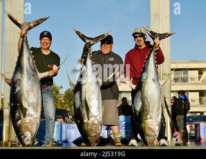 Large tuna fish caught in Pacific Ocean by sports fisherman, catch unloaded, weighed, sorted, sold at Fisherman's Landing, San Diego, California, USA Stock Photo