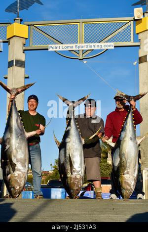 Large tuna fish caught in Pacific Ocean by sports fisherman, catch unloaded, weighed, sorted, sold at Fisherman's Landing, San Diego, California, USA Stock Photo