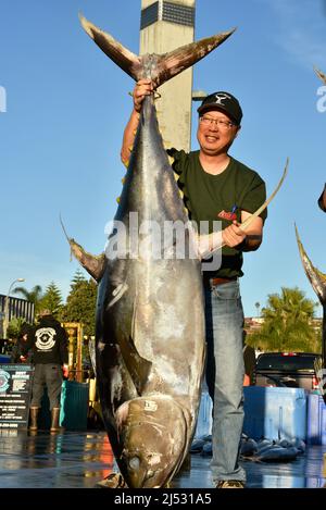 Large tuna fish caught in Pacific Ocean by sports fisherman, catch unloaded, weighed, sorted, sold at Fisherman's Landing, San Diego, California, USA Stock Photo