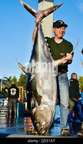 Large tuna fish caught in Pacific Ocean by sports fisherman, catch unloaded, weighed, sorted, sold at Fisherman's Landing, San Diego, California, USA Stock Photo
