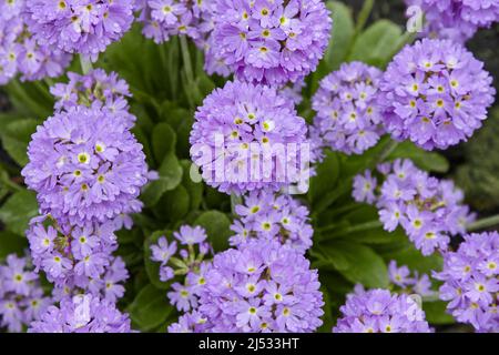 Purple alyssum flowers with dew raindrops on a green bed in the park. Selective soft focus Stock Photo