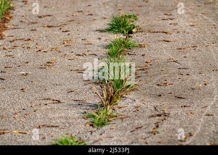 Old road, pavement, asphalt, crack in the roadway, grass growing out of the gap, Stock Photo