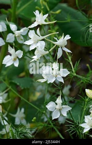 Doubtful knight's spur (Consolida ajacis). Called Rocket larkspur and Giant larkspur also Stock Photo