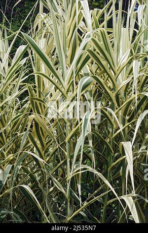 Striped giant reed (Arundo donax 'Variegata'). Called Variegated giant reed also. Synonym: Arundo donax var. versicolor Stock Photo