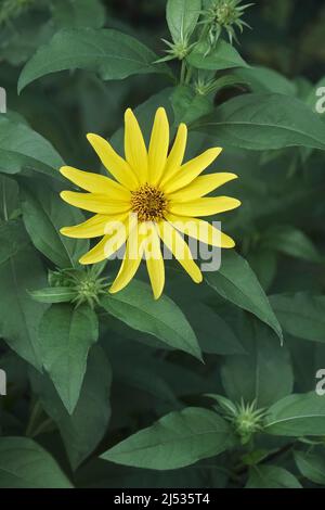 Jerusalem artichoke (Helianthus tuberosus). Called Sunroot, sunchoke, wild sunflower, Topinambur and Earth apple also Stock Photo