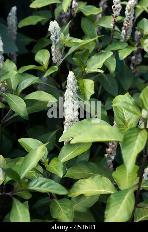 Squirrel's tail (Justicia betonica). Called Paper plum and White shrimp-plant also Stock Photo