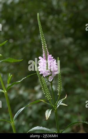 Obedient Plant (Physostegia virginiana). Called Obedience and False Dragonhead also Stock Photo